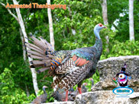 Animated Thanksgiving