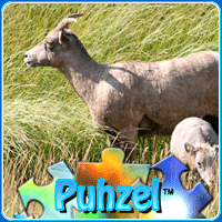 animal-puzzle-no-19
