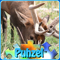 animal-puzzle-no-11