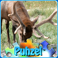 animal-puzzle-no-10